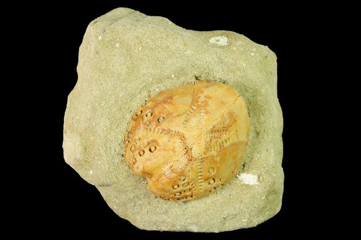 Sea Urchin (Lovenia) Fossil on Sandstone - Beaumaris, Australia #144387